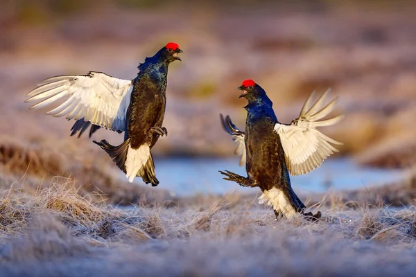 Soğuk Bir Sabahta Siyah Orman Tavuğu Uçar Güzel Kuş Grouse — Stok fotoğraf