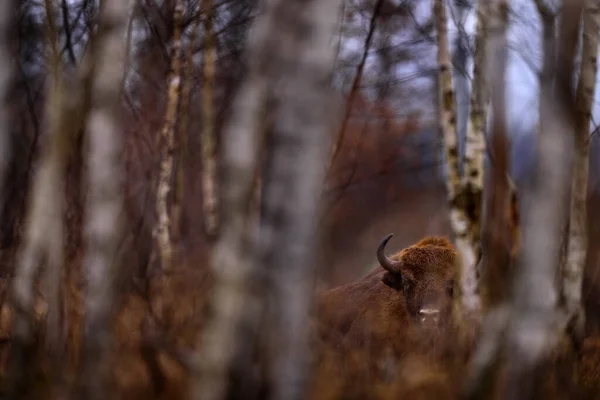 Sonbahar Ormanlarında Bizon Sürüsü Doğada Büyük Kahverengi Hayvanlar Ağaçlarda Sarı — Stok fotoğraf
