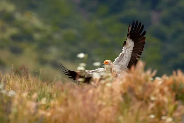 Egyptský Sup Neophron Percnopterus Extremadura Španělsku Evropa Velký Bílý Dravec — Stock fotografie