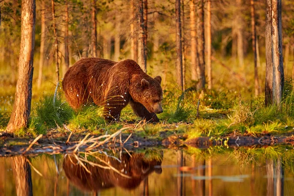 자연의 목초지에서 동물이죠 러시아 핀란드의 — 스톡 사진