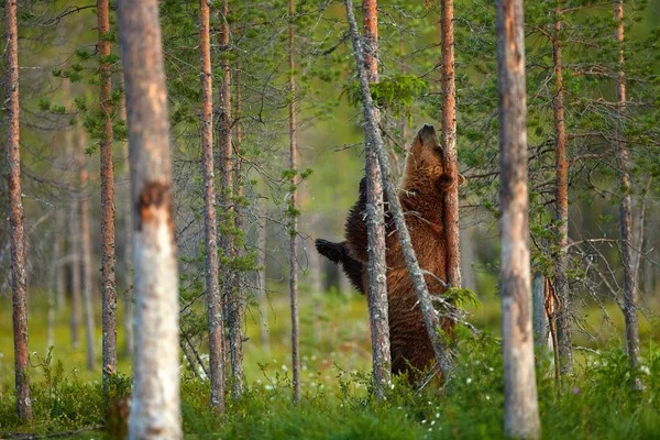 Urso Coçar Tronco Árvore Vida Selvagem Verão Urso Pardo Animais — Fotografia de Stock