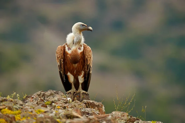 Europe Wildlife Griffon Vulture Gyps Fulvus Big Birds Prey Sitting — ストック写真