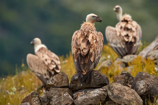 Buitre Leonado Roca Bulgaria — Foto de Stock