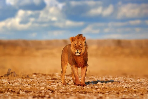 Leão Com Crina Etosha Namíbia Leão Africano Caminhando Grama Com — Fotografia de Stock