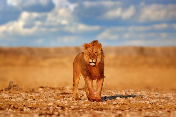 Leul Coamă Etosha Namibia Leul African Mergând Iarbă Lumină Seară — Fotografie, imagine de stoc