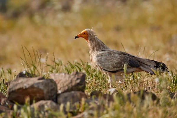 Vahşi Doğadaki Yırtıcı Kuş Mısırlı Akbaba Neophron Percnopterus Doğada Madzarovo — Stok fotoğraf