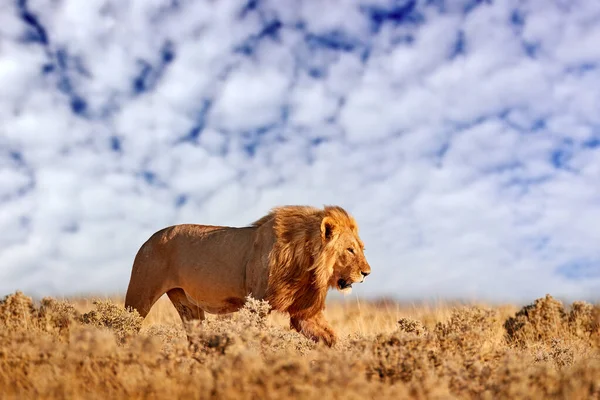 Lev Hřívou Etoshe Namibie Africký Lev Kráčí Trávě Krásným Večerním — Stock fotografie