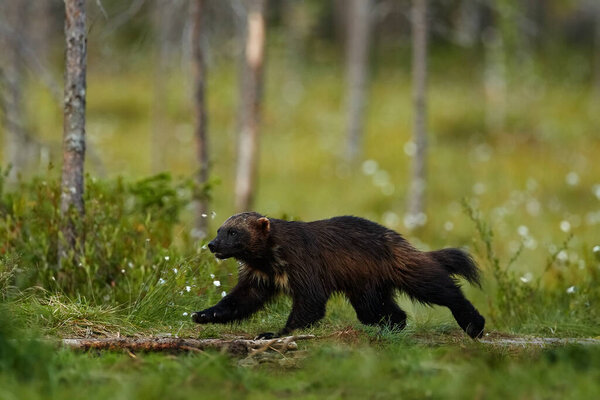 Russia wildlife. Wolverine running  with catch in taiga. Wildlife scene from nature. Rare animal from north of Europe. Wild wolverine in summer grass. Wildlife Europe.