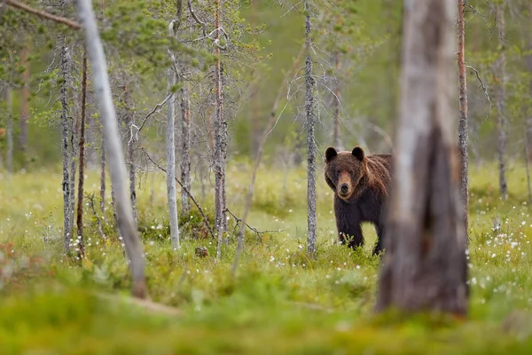 Letnie Dzikie Zwierzęta Niedźwiedź Stojący Siedzący Tylnych Nogach Somerr Las — Zdjęcie stockowe