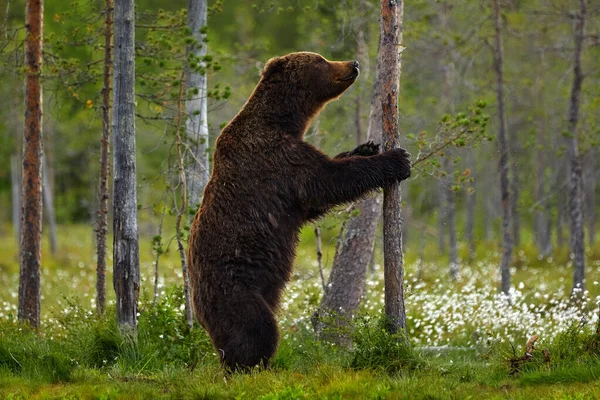 Vida Selvagem Verão Urso Sentar Suas Patas Traseiras Floresta Somerr — Fotografia de Stock