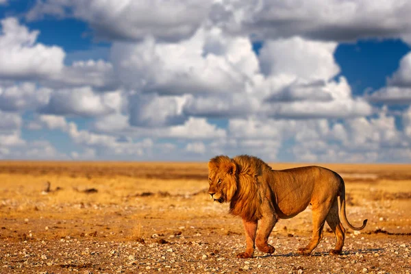 Leão Com Crina Etosha Namíbia Leão Africano Caminhando Grama Com — Fotografia de Stock