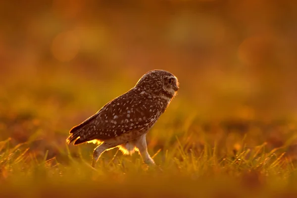 Vida Silvestre Brasil Puesta Sol Con Búho Burrowing Owl Athene —  Fotos de Stock