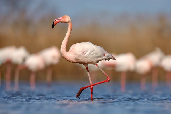 Daha Büyük Flamingo Phoenicopterus Yakutu Koyu Mavi Sularda Uzun Boynu — Stok fotoğraf