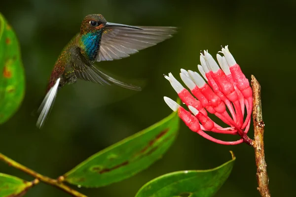 花でハチドリ ルフォスギャップヒルスター ウロクロアブーゲリ ピンの花 緑と黄色の背景 ピンクの花から蜜を吸う鳥 コロンビア 熱帯の自然から来た野生動物 — ストック写真