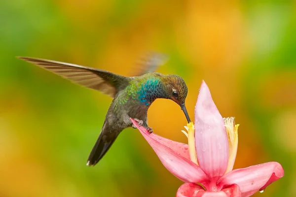 Tropická Zvěř Kolibřík Květinou Rufous Zející Hillstar Urochroa Bougueri Ping — Stock fotografie