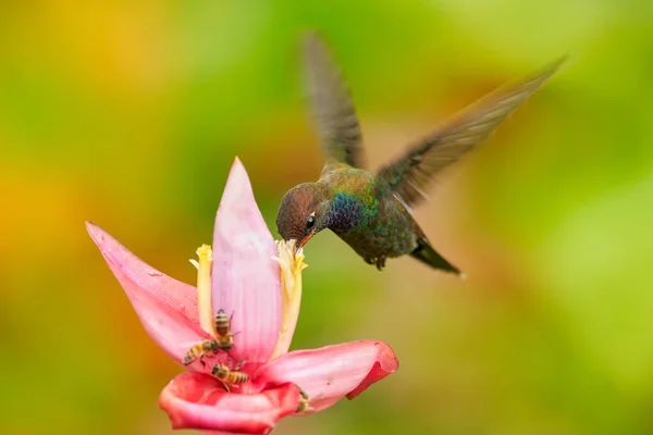 熱帯の野生生物 花とハチドリ 緑と黄色の背景に花を咲かせ ピンク色の花から蜜を吸う鳥 コロンビア — ストック写真