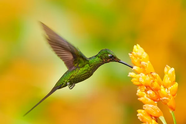 Colombia Wilde Dieren Keizerin Briljante Kolibrie Vlucht Met Gele Bloem — Stockfoto