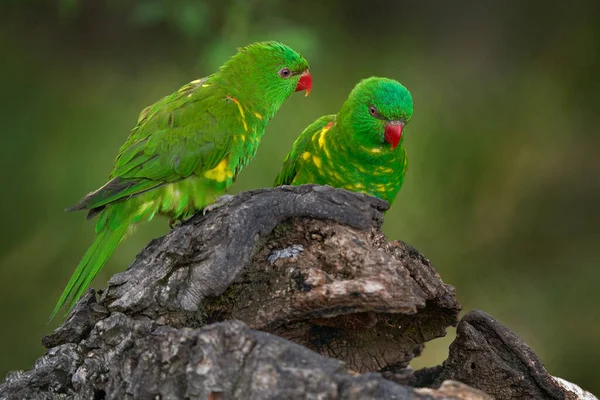 オーストラリアからのオウム 鱗屑性ロリケット Trichoglossus Chlorolepidotos オーストラリア東部の森の中で発見されたロリケット — ストック写真