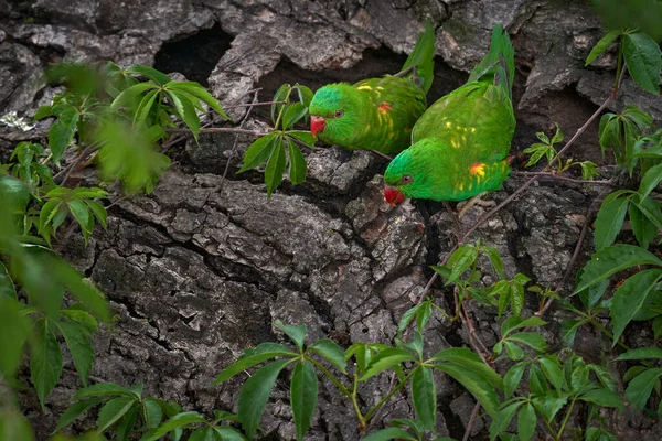 Loro Australia Lori Pecho Escamoso Trichoglossus Chlorolepidotus Lori Australiano Encontrado — Foto de Stock