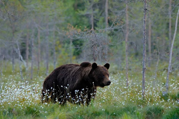 夏の森とクマ 生息地との広い角度 美しい茶色のクマ湖の周りを歩くと 秋の色 生息地での大きな危険動物 ロシアの自然からの野生動物のシーン — ストック写真