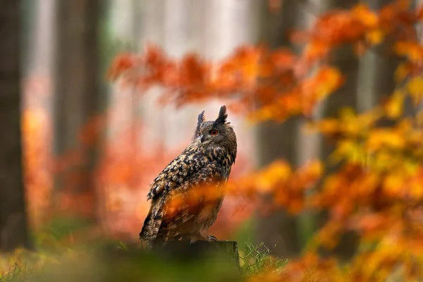 Vida Selvagem Outono Eurasian Eagle Owl Bubo Bubo Sentado Bloco — Fotografia de Stock