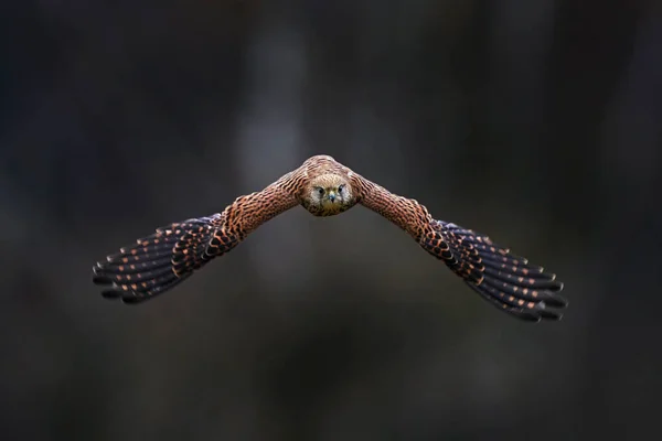 Vida Selvagem Checa Voo Kestrel Galho Árvore Com Fungos Falco — Fotografia de Stock