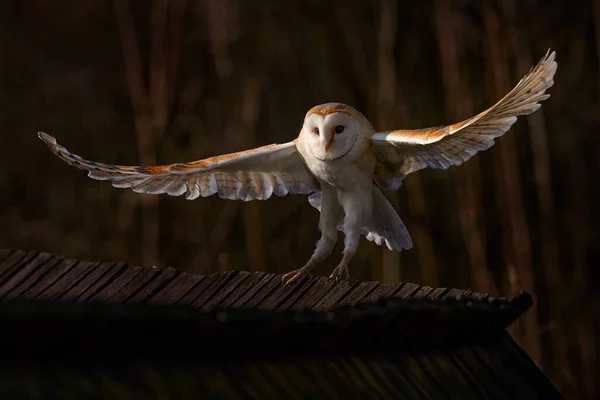 開放翼でフクロウ着陸飛行 バーンフクロウ Tytoアルバ 午前中に赤い草の上を飛行します 自然の野生の鳥のシーン 寒い朝の日の出 生息地の動物 森の中の鳥フランス — ストック写真