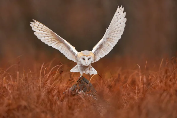 Eulenlandungsflug Mit Offenen Flügeln Schleiereule Tyto Alba Flug Über Rotes — Stockfoto