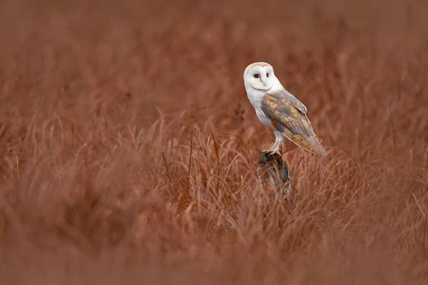 猫头鹰带着张开的翅膀着陆Barn Owl Tyto Alba 早上在红草上空飞行 野生动物的自然景观 寒冷的日出 动物在栖息地 森林里的鸟法国 — 图库照片
