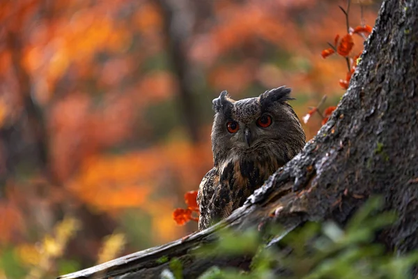 Sonbaharda Vahşi Yaşam Avrasya Kartalı Baykuşu Bubo Bubo Ağaç Kütüğünün — Stok fotoğraf