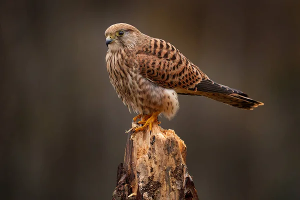 Tschechische Tierwelt Turmfalke Sitzt Mit Pilzen Auf Dem Ast Falco — Stockfoto