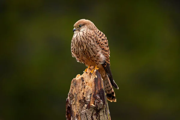 Czeska Przyroda Kestrel Siedzi Gałęzi Drzewa Grzybami Falco Tinnunculus Mały — Zdjęcie stockowe