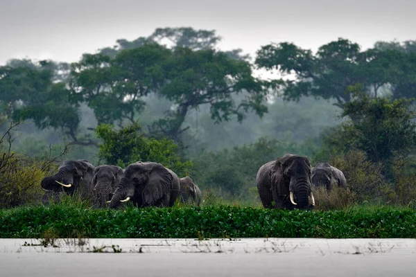 Elefante Bajo Lluvia Elefante Murchison Falls Uganda Mamífero Grande Hierba — Foto de Stock