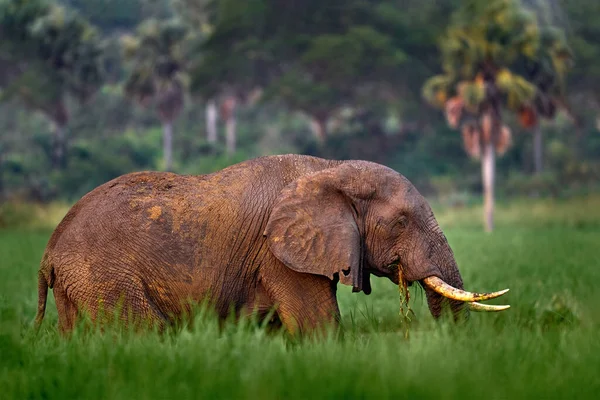 Elefant Murchison Falls Uganda Große Säugetiere Grünen Gras Waldvegetation Hintergrund — Stockfoto