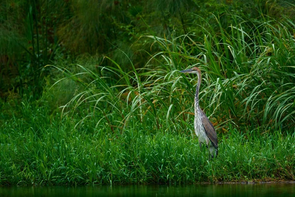 Goliath Balıkçıl Ardea Goliath Dev Balıkçıl Doğa Habitatında Çok Büyük — Stok fotoğraf