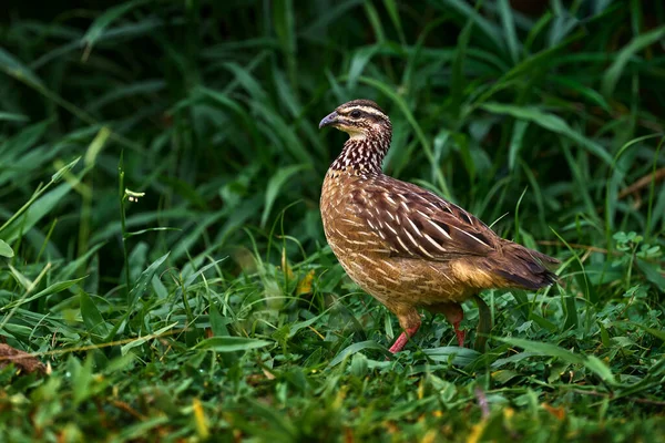 クレスト フランコリン デンドロペルディクス セパヘナ 自然生息地の鳥 ムリンソン フォールNp アフリカのウガンダ 木の幹に鳥が座っている夜の光 — ストック写真