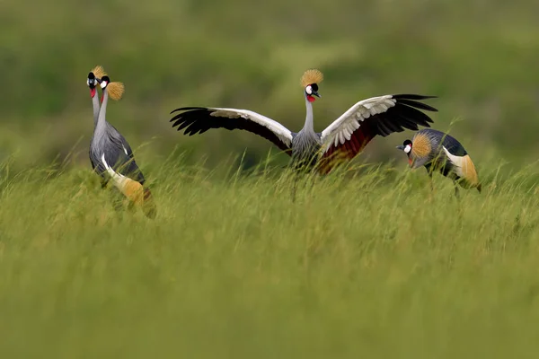 鳥のダンス 鶴好き 灰色の冠クレーン 鳥の愛 暗い背景を持つバレアリカの規制 アフリカ マーチソンNp ウガンダで金の紋章を持つ鳥の頭 自然の中で大きな鳥が飛びます — ストック写真