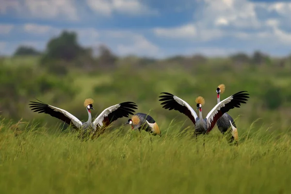 Kuş Dansı Crane Aşkım Gri Taçlı Vinç Kuş Sevgisi Balearica — Stok fotoğraf