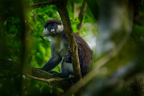 Guenão Macaco Cauda Vermelha Schmidt Cercopithecus Ascanius Está Sentado Uma — Fotografia de Stock