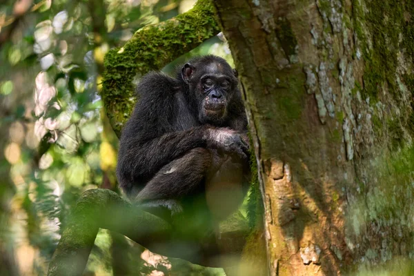 Chimpancé Pan Troglodytes Árbol Parque Nacional Kibale Uganda Bosque Oscuro —  Fotos de Stock