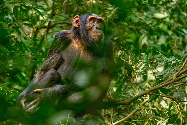 Шимпанзе Пан Троглодиты Дереве Национальном Парке Кибале Уганда Темный Лес — стоковое фото