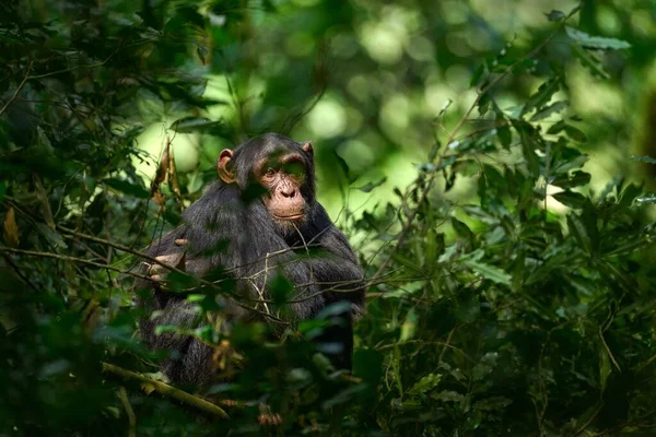 Schimpans Pan Troglodytes Trädet Kibales Nationalpark Uganda Mörk Skog Svart — Stockfoto