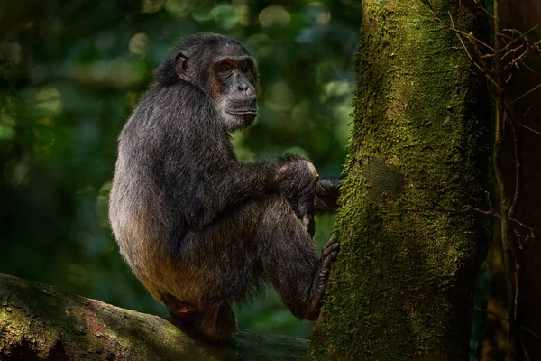 Chimpanzee Pan Troglodytes Tree Kibale National Park Uganda Dark Forest — Stock Photo, Image