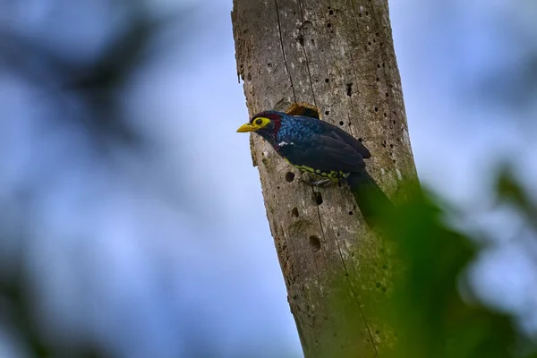 黄嘴Barbet Trachyphonus Puratus 美丽的非洲森林和林地彩色Barbet 乌干达Kibale森林 黄色的Anf蓝鸟 栖息在蓝天的树上 野生动物 — 图库照片