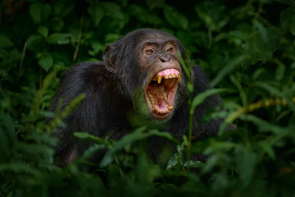 Chimpanzee Open Muzzle Mouth Tooth Tree Kibale National Park Uganda — 스톡 사진