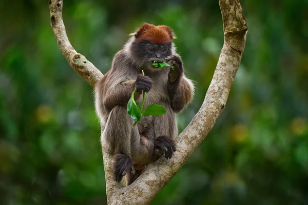 Мавпа Уганди Червоний Колоб Уганди Piliocolobus Tephrosceles Груба Голова Сірої — стокове фото