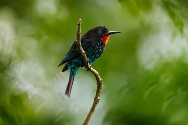 Pojídač Lesních Včel Černý Včelí Žrout Merops Gularis Pták Africký — Stock fotografie