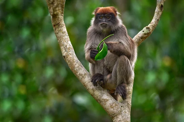 우간다에서 콜로부스 Piliocolobus Tephrosceles Rufous Head Grey Monkey 우림의 줄기에 — 스톡 사진