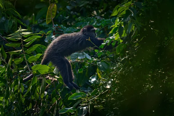 Blue Diademed Monkey Cercopithecus Mitis Zittend Boom Natuurlijke Boshabitat Bwindi — Stockfoto