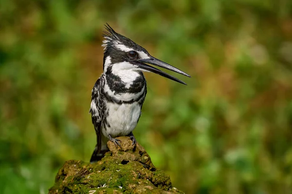 Kingfisher Kazinga Channel Queen Elizabeth National Park Uganda Pied Kingfisher — стоковое фото